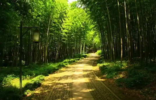Yunqi Bamboo Trail